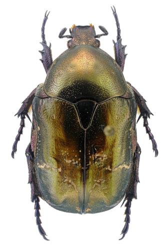 Réf. 328 958 : Potosia cuprea